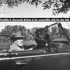 (SCOTTISH TERRIER BIRD HOUSE)